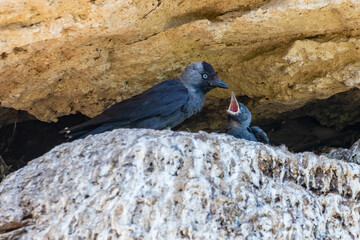 Western Jackdaw, Coloeus monedula, feeding its chick in the nest