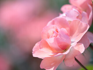 ピンクのバラの花
