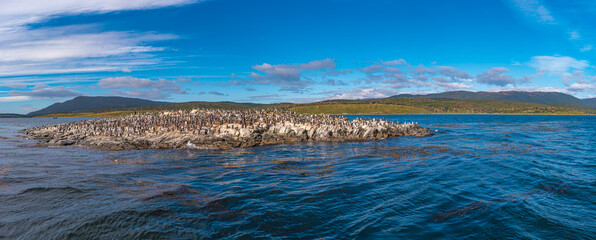 Panoramic view over King Cormorants during sunset at bays in Tierra del Fuego National Park, Beagle Channel, Patagonia, Argentina, early Autumn