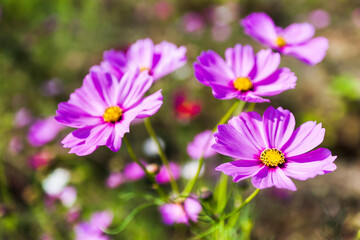 Fototapeta premium Beautiful colorful cosmos flowers blooming in the garden.