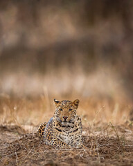 Indian wild male leopard or panther with eye contact during outdoor jungle safari at jhalana forest...