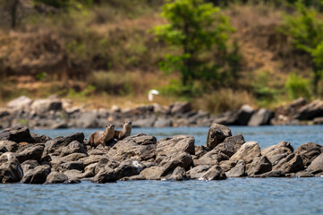 Smooth coated otter or Lutrogale perspicillata a vulnerable animal species of Mustelidae family...