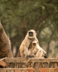 Gray or Hanuman langurs or indian langur or monkey mother with her baby at ranthambore national park or tiger reserve rajasthan india - Semnopithecus