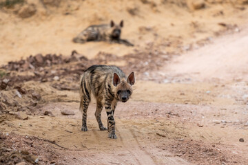 Striped hyena portrait on forest track with a road block during outdoor jungle safari at ranthambore national park or reserve rajasthan india - hyaena hyaena