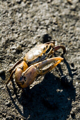 Close-up Fiddler Crab walking in the mud