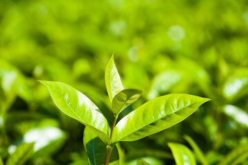 Close-up of green leaves as a background