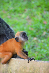 A natural life of the Silver Leaf Monkey