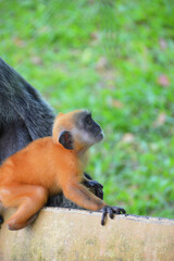 A natural life of the Silver Leaf Monkey