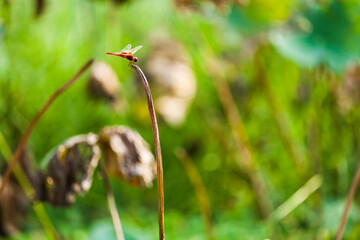 Dragonfly resting on the withered lotus leaf in the park