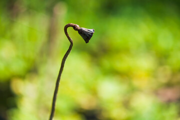  close-up shot of withered lotus leaf as a background