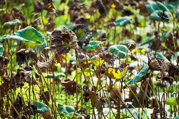 Withered lotus leaf in the autumn pond