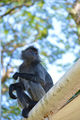 A natural life of the Silver Leaf Monkey
