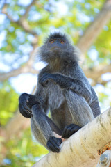 Fototapeta premium A natural life of the Silver Leaf Monkey