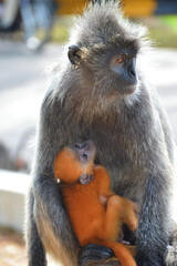 A natural life of the Silver Leaf Monkey