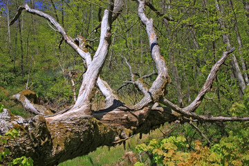 Fototapeta premium Spring landscape