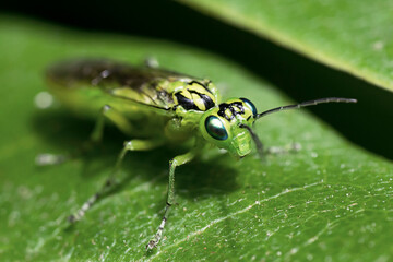 Green sawfly sitting on a leaf seen obliquely from the front