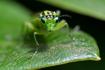 Front view of green sawfly sitting on a leaf