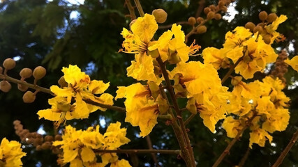 yellow flowers on the tree. In a botanical garden.  