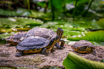 Terrapins lie on a rock in the water