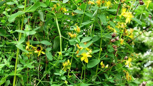 Yellow flowers of hypericum perforatum as a blooming background. Flowering herbaceous perennial plant used in folk medicine.