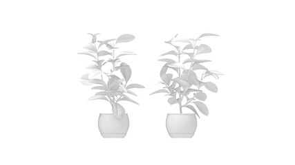 3D rendering of a household plant isolated on a white background