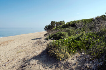  Tuscan vegetation of mediterranean scrub on sand dunes. The long beach of Rimigliano Nature Reserve.  The park is in area of San Vincenzo, Livorno province, Tuscany

