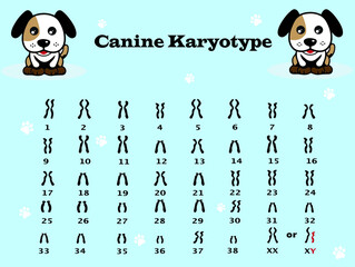 Chromosome number in dog. canine karyotype diagram.  © kanyanat