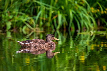 a swimming mallard on the lake