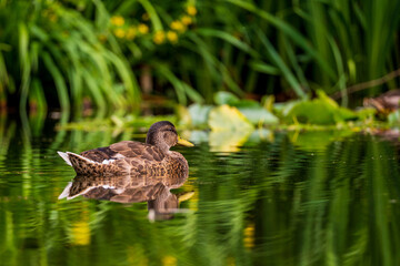 a swimming mallard on the lake