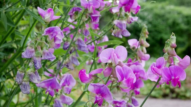 Green escapes and pink flowers of decorative lathyrus on a green background