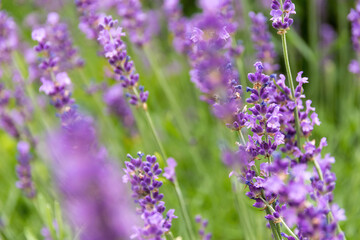 lavender flowers in the garden