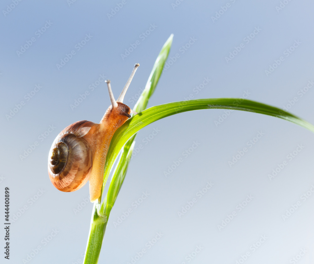 Wall mural Snail on grass