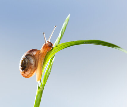 Snail on grass