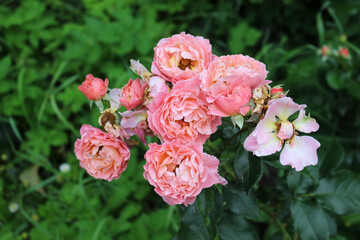 pink roses old