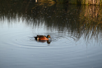 A chestnut teal side on while swimming in a lake, dripping wet after dipping its head in the water