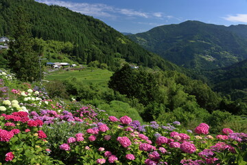 ようね地区のアジサイと棚田　（高知県　大豊町）