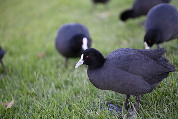 Close up of a Eurasian coot, also known as a common coot, standing in a grassy area, with other coots in the background