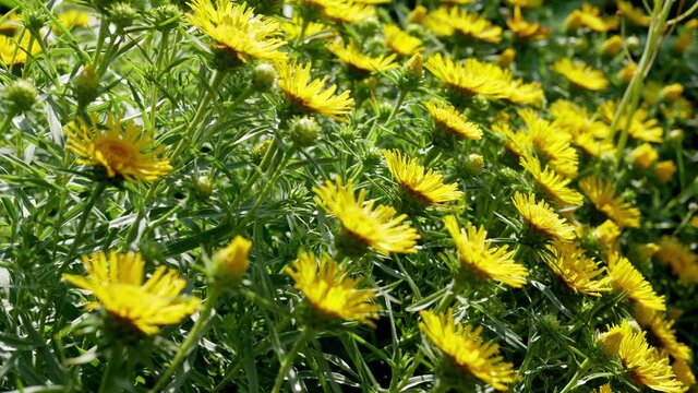 Yellow flowers of Inula Ensifolia in garden