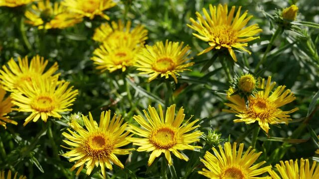 Yellow flowers of Inula Ensifolia in garden