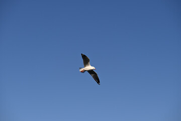 An adult silver gull, commonly known as a seagull, soaring across the clear blue sky