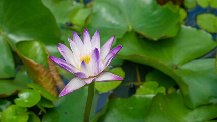 blue water lily in water close-up