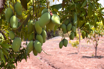 Fresh green organic bunch of mangoes hanging on a mango tree. view of mango orchard.