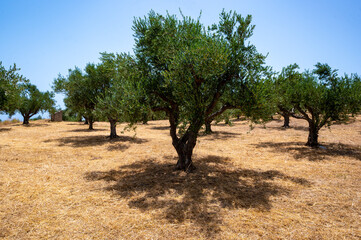 Fototapeta premium Oliviers région de Kalamata