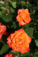 orange rose in garden