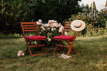 Two wooden chairs with hat standing in the garden near a bush of roses