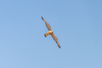 Lesser kestrel (Falco naumanni) in flight