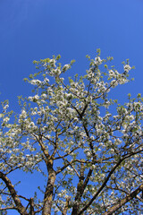 blossoming apple tree