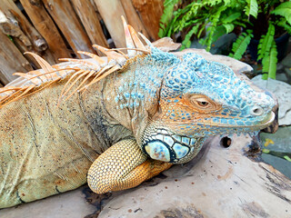 big iguana with blue head