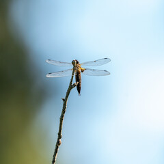 Dragonfly posing