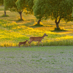 Baby white-tailed deer with mom